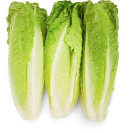New crop yellow green lettuce