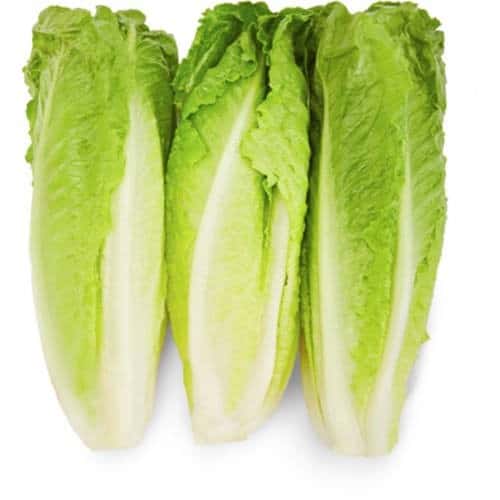 New crop yellow green lettuce